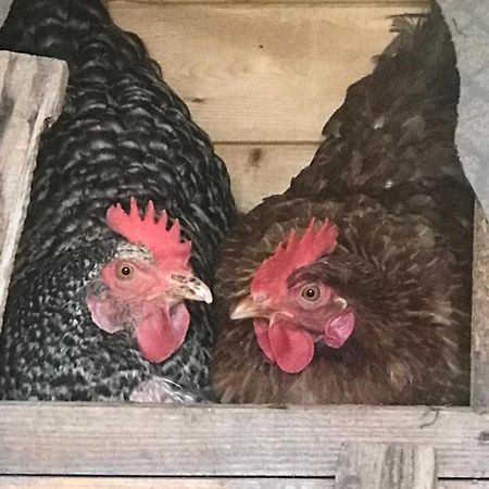 Appartamento A Due Passi Farra d'Alpago Kültér fotó